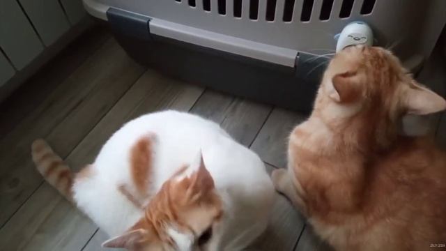 Персик и Маша. Январь 2024 год. 2/4 смотреть онлайн