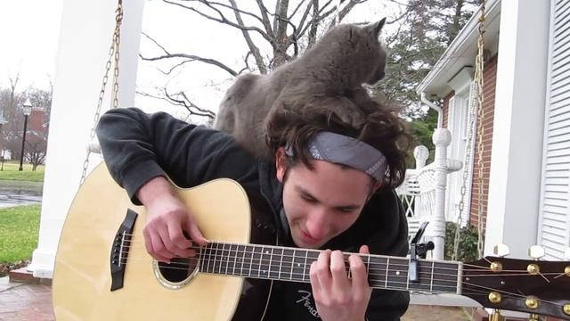 Guitar Cat!