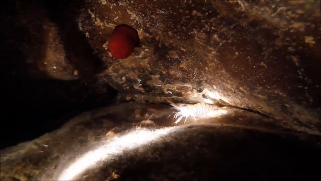 Antheor Film смотреть онлайн