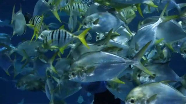 Подводный вихрь смотреть онлайн