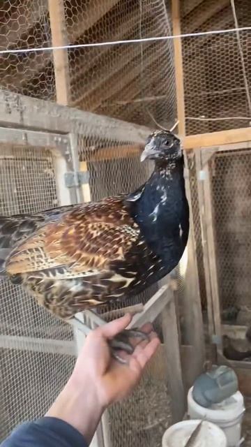 Pheasant x Chicken hybrid rooster смотреть онлайн