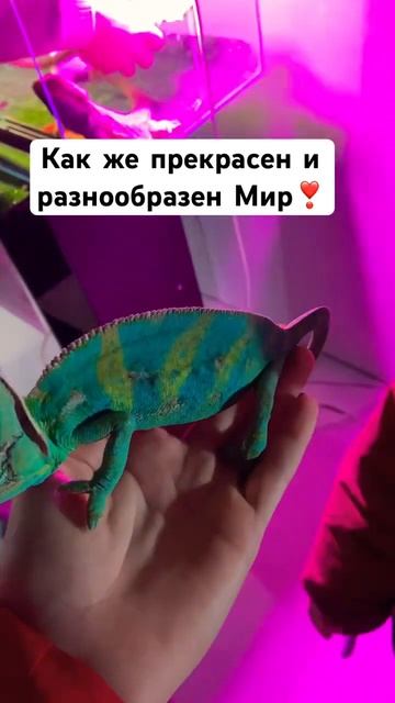 У Вас есть домашний питомец??Хочу теперь завести хамелеона💞😍 #happy #animals #world #nature #love смотреть онлайн
