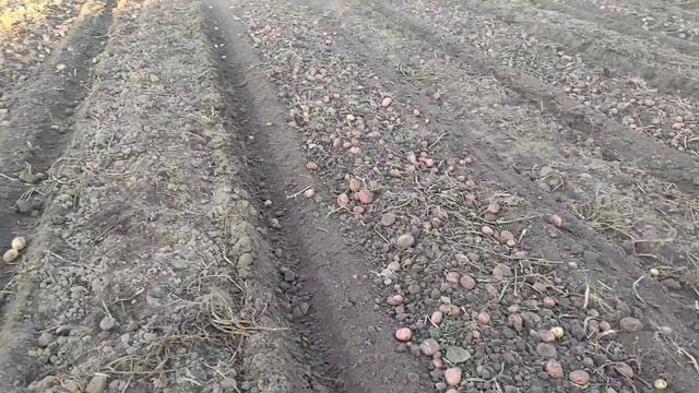 Огород убрали можно отдохнуть!!! смотреть онлайн