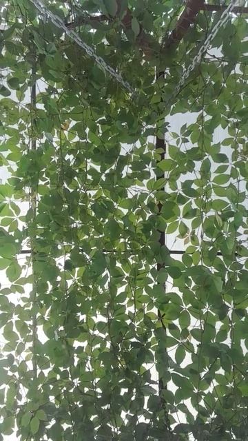 Девичий виноград оплел качельку 🥰