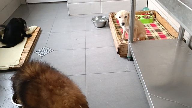 Тбилиси 🇬🇪 Грузия Приют Тамаза Элизбарашвили 🐕💌🍀🙏 смотреть онлайн