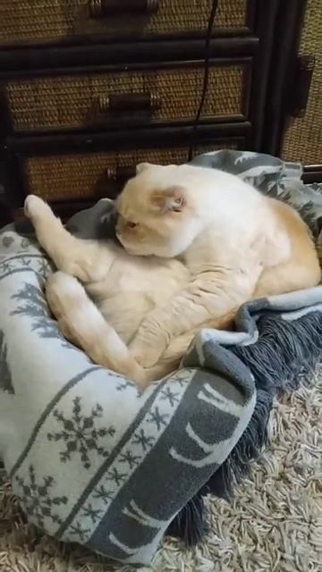 Кот Умка умывается! смотреть онлайн