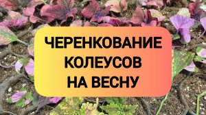 ЧЕРЕНКОВАНИЕ КОЛЕУСОВ НА ВЕСНУ