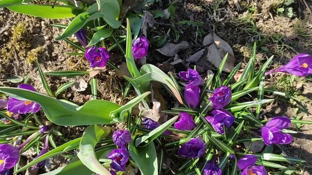 У меня такие первоцветы, а у вас_ смотреть онлайн