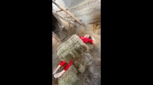 XORAZIMLIK KELIN 1-2-QISMLAR🤣🤣_ ZEBO RAHIMOVA VAYNLARI