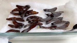 Как вырастить красный клен из семечка?