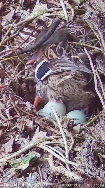 Mallard laying an egg #shorts смотреть онлайн