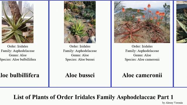 List Of Plants Of Order Iridales Family Asphodelaceae Part 1 Aloe Elegans Africana Chinensis Dawei