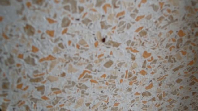 На клопа попало действующее вещество - уничтожение клопов Череповец смотреть онлайн