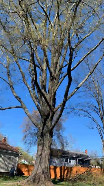 interior pruning a big oak in a backyard.!time lapse! смотреть онлайн