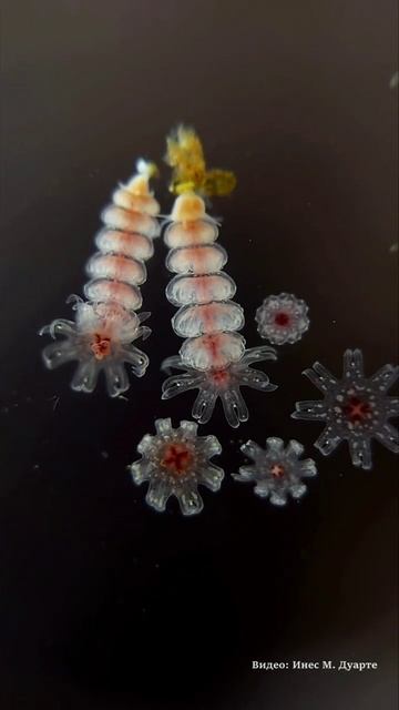 Это не цветы! смотреть онлайн