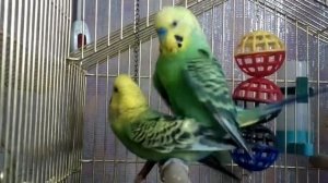 Спаривание волнистых попугаев