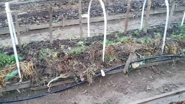 Органика - лучшее питание для растений. Подготовка грядок к новому сезону. смотреть онлайн