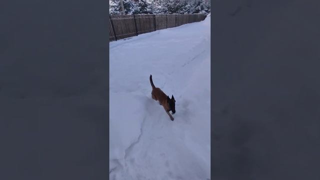 #Малинуа Охранник для частного дома смотреть онлайн