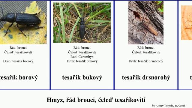 Hmyz, řád brouci, čeleď tesaříkovití kozlíček insect pubescens marginatus Etorufus smrkový piluna смотреть онлайн