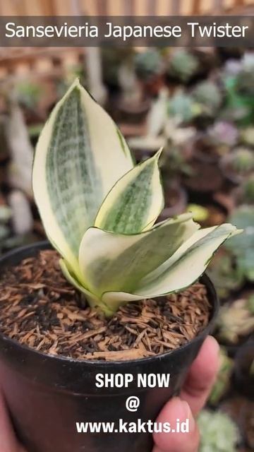 Sansevieria Golden White Hahii смотреть онлайн