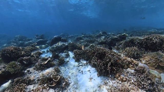 Thailand underwater 4K - Koh Lipe, Koh Mok, Similan Islands смотреть онлайн