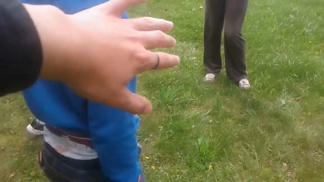 Домашний ёж