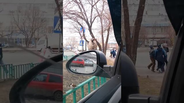 Воробьи попрошайки)))