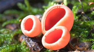 Саркосцифа алая. Описание, где растёт, как готовить.