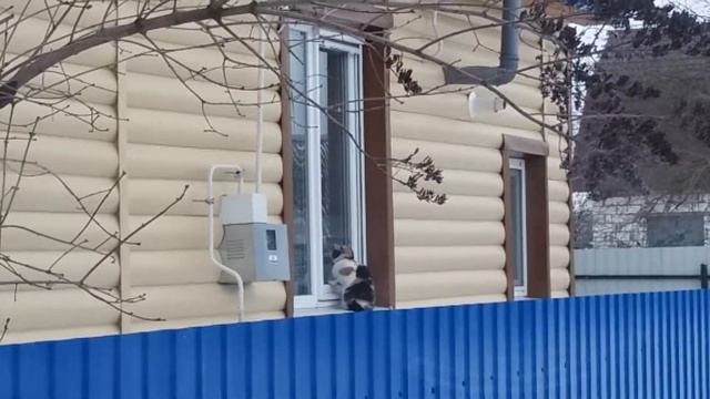 Кот просится домой смотреть онлайн