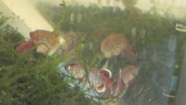 Nothobranchius eggersi смотреть онлайн