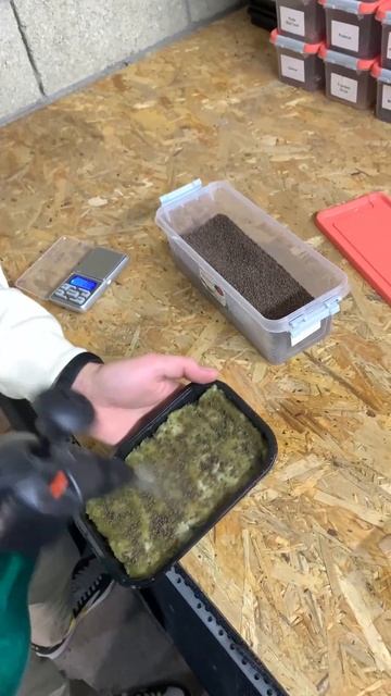 Как вырастить микрозелень Брокколи #microgreen #микрозелень #shorts #short смотреть онлайн