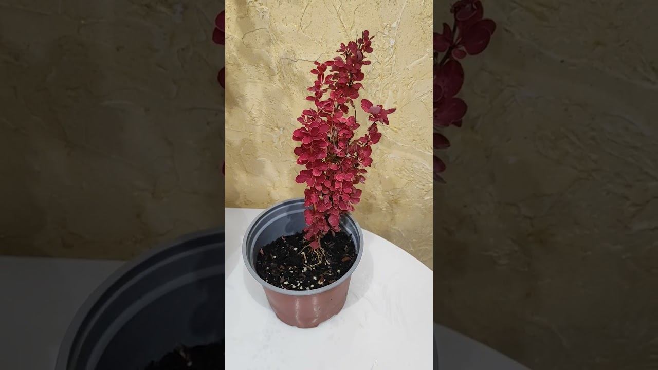 Покупки растений на участок на юге.