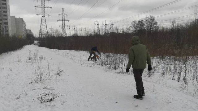 11.02.2023 Тренировки ПСС. Облайка. Пончик