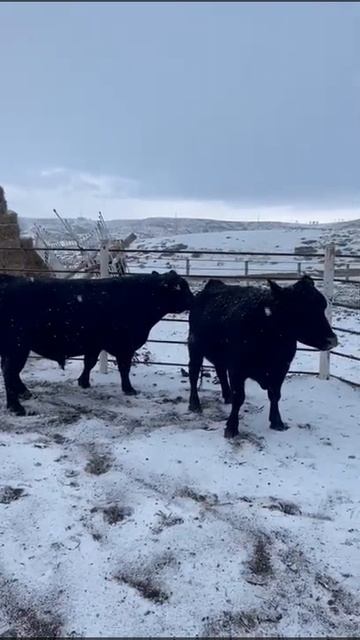 Ангус🐂🐂 Кыргызстан "Рейна кенч"#shorts #жывотные #ангус #корова #откормбычков #порода смотреть онлайн