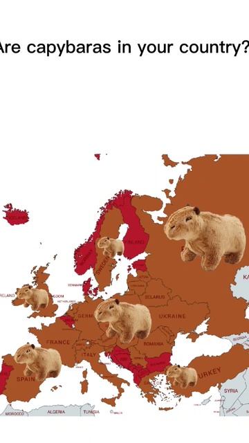 Are capybaras in your country? #shorts #trending #viral смотреть онлайн