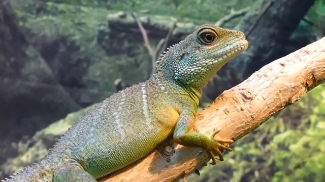 Нежная музыка для души и ЖИЗНИ, а Пение птиц Успокаивает нервную систему. Best Music Relax смотреть онлайн