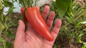 Томат РОГА ИЗОБИЛИЯ от Сибирского сада очень понравился / Минская область