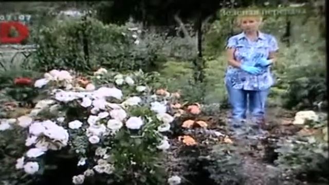 Слоёнки Ивановй (Долматовой) смотреть онлайн