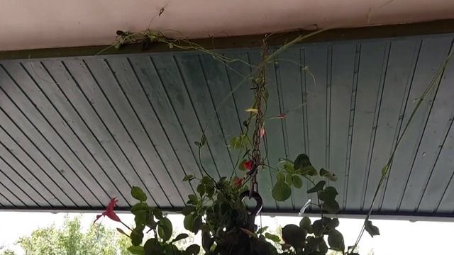 У нас сегодня,  карп жареный.