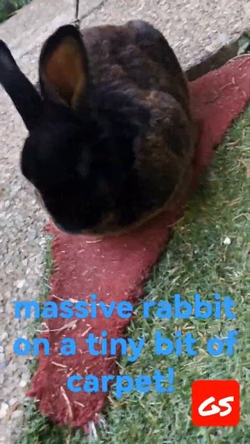 giant rabbit, tiny carpet смотреть онлайн