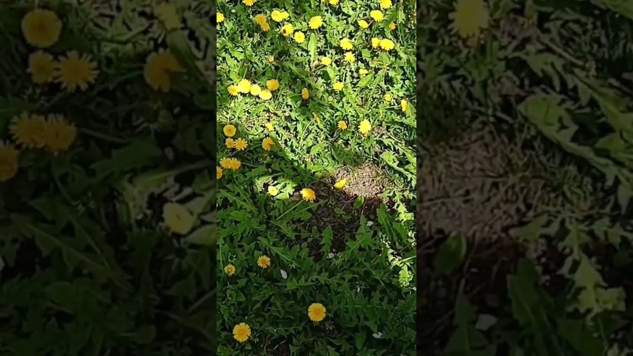 поляна одуванчиков смотреть онлайн