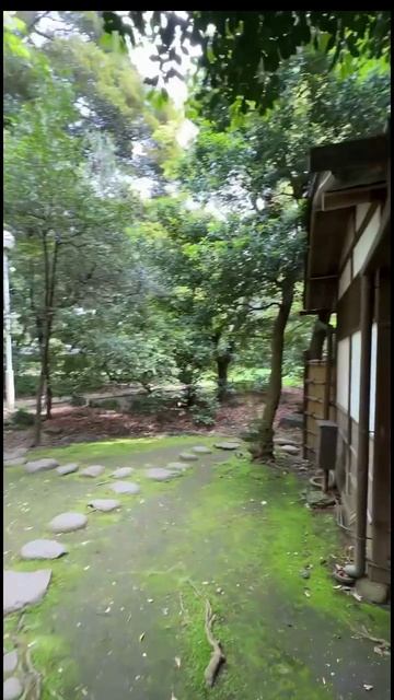 Япония. Гостевой домик. Обалденные карпики