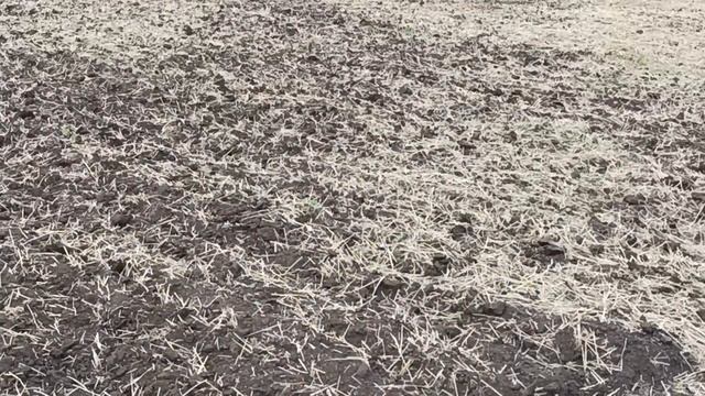 Обзор подсолнечника лг 59580 и кукурузы. смотреть онлайн