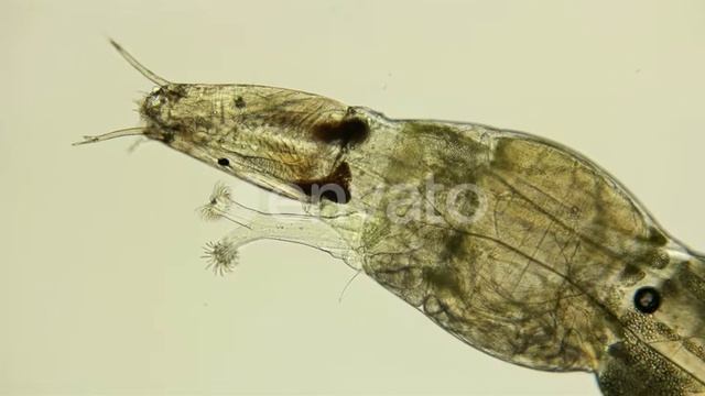 Insect Larva Chironomidae Under the Microscope | Stock Footage - Videohive смотреть онлайн