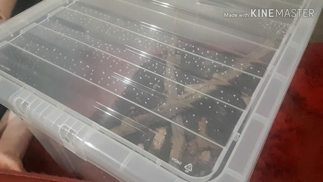 HOW TO HATCH INDIAN STICK INSECT EGGS смотреть онлайн