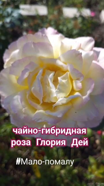 роза Глория Дей ( осеннее цветение роз)