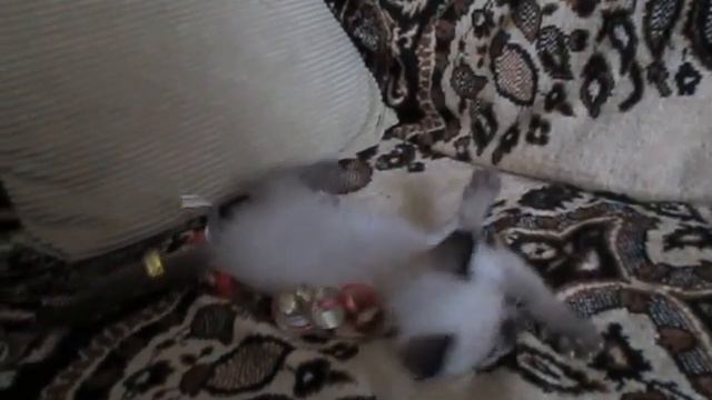 Голубоглазые котята:голодные игры) смотреть онлайн