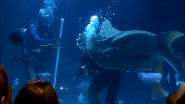 Newport Aquarium Shark Attack / Feeding смотреть онлайн