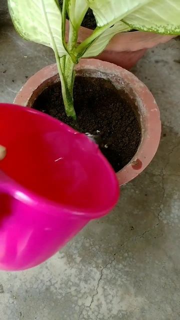 How to grow Dieffenbachia from cutting #myminigarden #dieffenbachia #shorts смотреть онлайн