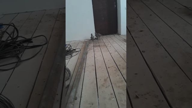 Кабк чанг (бой кропатка) смотреть онлайн